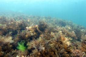 Ad:  turkiyedenizleri3.jpg
Gsterim: 779
Boyut:  10.1 KB