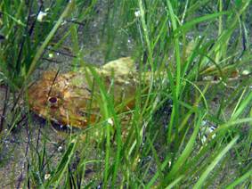 Ad:  turkiyedenizleri4.jpg
Gsterim: 816
Boyut:  16.6 KB