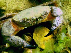 Ad:  turkiyedenizleri5.jpg
Gsterim: 840
Boyut:  14.4 KB