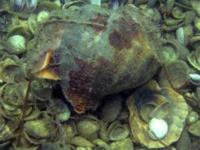 Ad:  turkiyedenizleri6.jpg
Gsterim: 788
Boyut:  13.3 KB