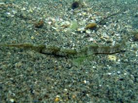 Ad: turkiyedenizleri7.jpg
Gösterim: 824
Boyut: 17.5 KB