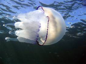 Ad:  turkiyedenizleri9.jpg
Gsterim: 923
Boyut:  8.8 KB