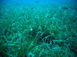 Ad:  turkiyedenizleri10.jpg
Gsterim: 811
Boyut:  16.0 KB