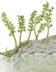 Ad:  turkiyedenizleri11.jpg
Gsterim: 589
Boyut:  32.0 KB