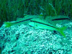 Ad:  turkiyedenizleri12.jpg
Gsterim: 550
Boyut:  16.7 KB