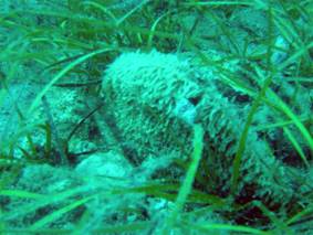 Ad:  turkiyedenizleri13.jpg
Gsterim: 636
Boyut:  14.3 KB