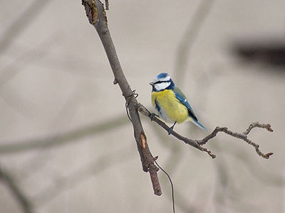 Ad: 400px-CRW_1380.jpg
Gösterim: 662
Boyut: 14.4 KB