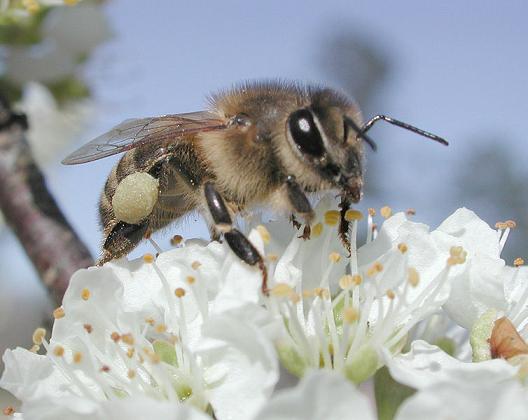 Ad: 754px-Plumpollen0060.jpg
Gösterim: 796
Boyut: 29.2 KB