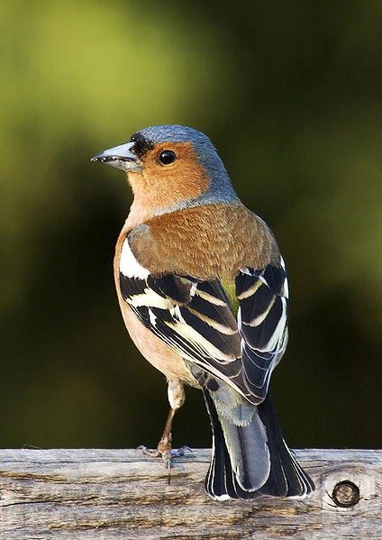Ad: 424px-Fringilla_coelebs_chaffinch_male_edit2.jpg
Gösterim: 772
Boyut: 53.1 KB