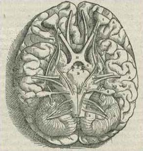 Ad:  1543%2CAndreasVesalius%27Fabrica%2CBaseOfTheBrain.jpg
Gsterim: 257
Boyut:  23.8 KB