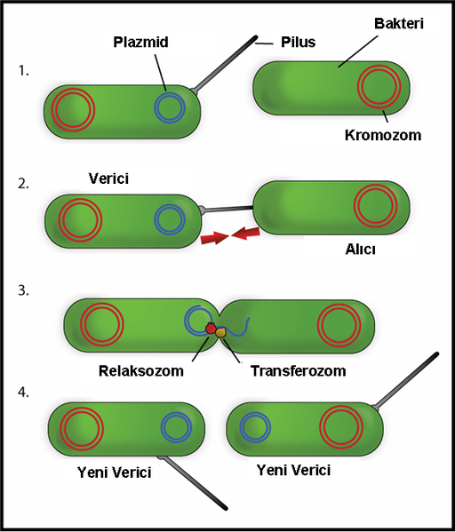Ad:  512px-Bacteriyel_konjugasyon_tr.png
Gsterim: 340
Boyut:  140.9 KB