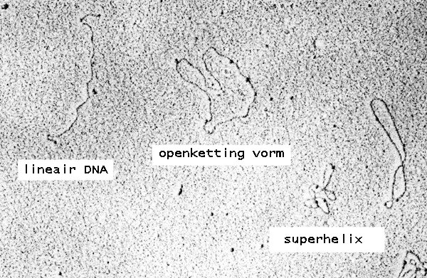 Ad:  Plasmid_emNL.jpg
Gsterim: 411
Boyut:  109.7 KB