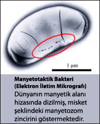 Ad:  manyetotaktik-bakteri.jpg
Gsterim: 293
Boyut:  16.8 KB