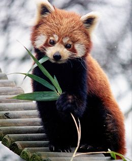 Ad:  260px-Ailurus_fulgens_RoterPanda_LesserPanda.jpg
Gsterim: 133
Boyut:  17.7 KB