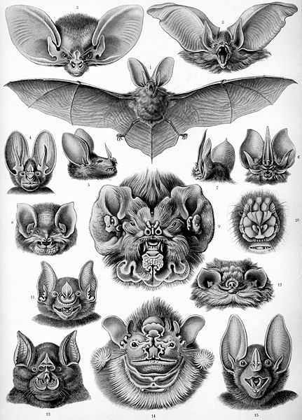 Ad:  431px-Haeckel_Chiroptera.jpg
Gsterim: 1382
Boyut:  75.8 KB