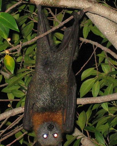 Ad:  Bat_yarasa.jpg
Gsterim: 5172
Boyut:  53.9 KB