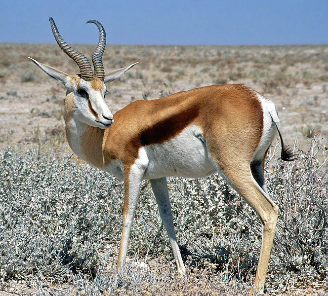 Ad:  664px-Springbok_Namibia.jpg
Gsterim: 779
Boyut:  156.0 KB