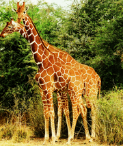 Ad:  180px-Two_Giraffes.PNG
Gsterim: 368
Boyut:  108.1 KB