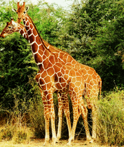 Ad: 180px-Two_Giraffes.PNG
Gösterim: 435
Boyut: 108.1 KB