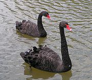 Ad: 180px-Black_Swans.jpg
Gösterim: 402
Boyut: 9.9 KB