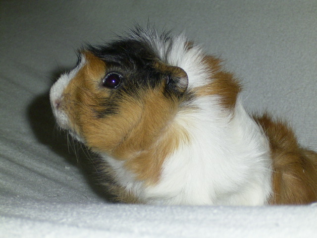 Ad: Kobay.jpg
Gösterim: 637
Boyut: 85.3 KB