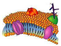 Ad: membranedn9.jpg
Gösterim: 3378
Boyut: 8.8 KB