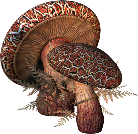 Ad:  Cracked_Toadstool_Stock_PNG_by_pixievamp_stock.png
Gsterim: 2901
Boyut:  589.4 KB