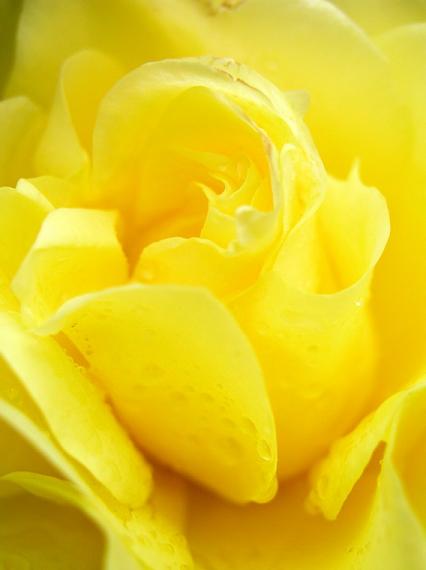 Ad:  Yellow_wet_rose_by_lexidh.jpg
Gsterim: 609
Boyut:  18.1 KB