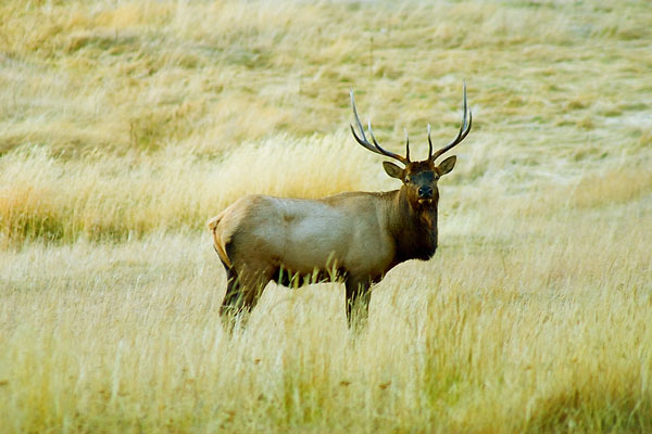 Ad:  Elk_by_yakushkin.jpg
Gsterim: 368
Boyut:  91.5 KB