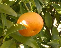 Ad: Mandalina (Citrus reticulata).jpg
Gösterim: 337
Boyut: 12.8 KB