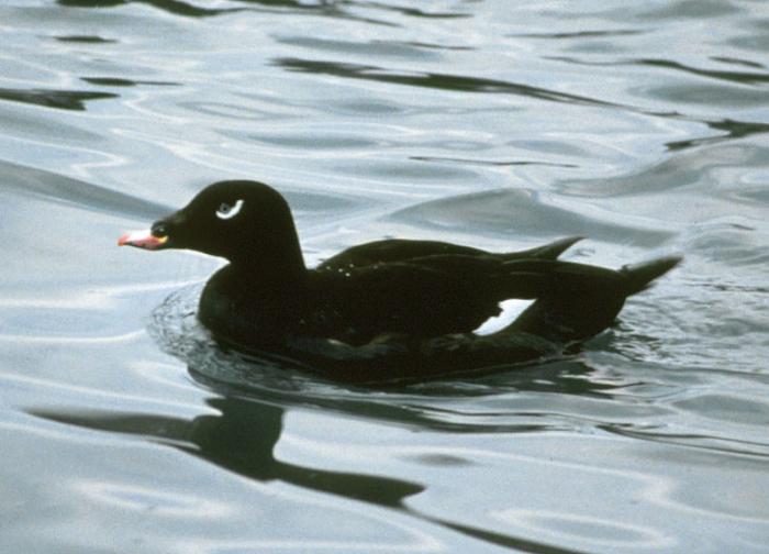 Ad: Ak kanatlı kara ördek (Melanitta deglandi).jpg
Gösterim: 190
Boyut: 43.2 KB