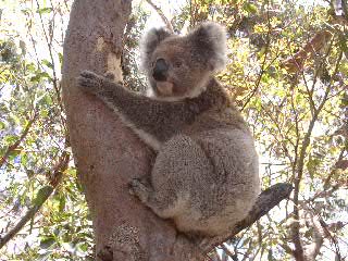 Ad:  Koala_tree.jpg
Gsterim: 190
Boyut:  25.3 KB