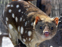 Ad: 260px-SpottedQuoll_2005_SeanMcClean.jpg
Gösterim: 158
Boyut: 17.2 KB