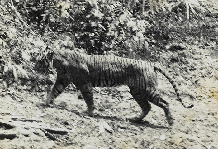 Ad:  Java kaplan (Panthera tigris sondaica).jpg
Gsterim: 542
Boyut:  98.2 KB