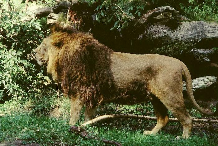 Ad:  Asya aslan (Panthera leo persica).jpg
Gsterim: 782
Boyut:  99.7 KB