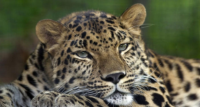 Ad:  800px-Amur_Leopard_Pittsburgh_Zoo.jpg
Gsterim: 411
Boyut:  57.7 KB