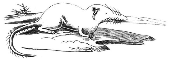 Ad:  800px-Spitzmaus_mittellaendische-drawing.jpg
Gsterim: 334
Boyut:  24.4 KB