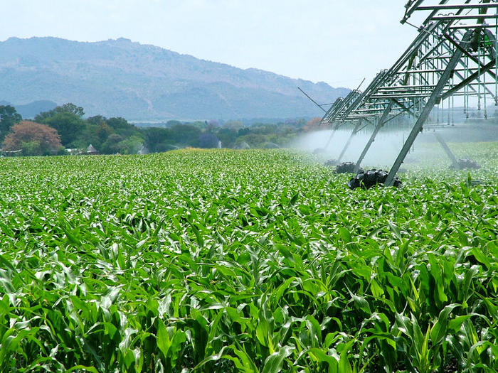Ad: 800pxcornfieldinsouthaf.jpg
Gösterim: 1023
Boyut: 134.6 KB Ad: 800pxcornfieldinsouthaf.jpg
Gösterim: 1023
Boyut: 134.6 KB
