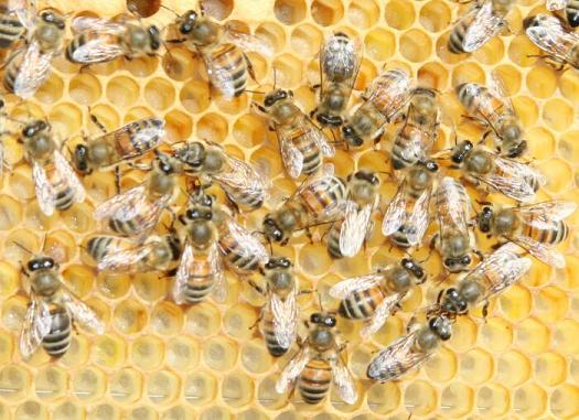 Ad: Buckfast_bee.jpg
Gösterim: 670
Boyut: 49.1 KB Ad: Buckfast_bee.jpg
Gösterim: 670
Boyut: 49.1 KB
