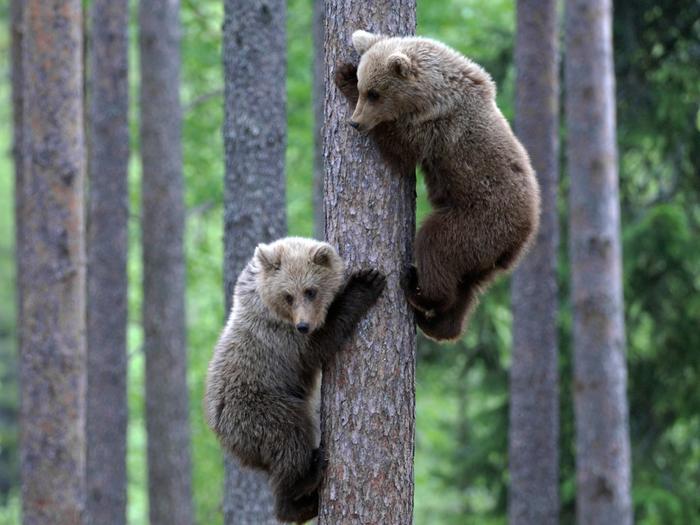 Ad:  bear-cubs-tree-climbing-1024-768-5702.jpg
Gsterim: 251
Boyut:  53.0 KB