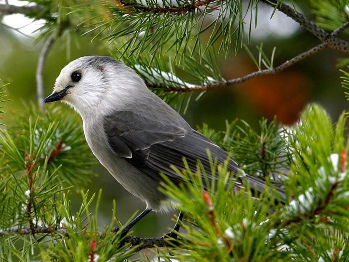 Ad:  bird-1024-768-5721.jpg
Gsterim: 241
Boyut:  70.6 KB