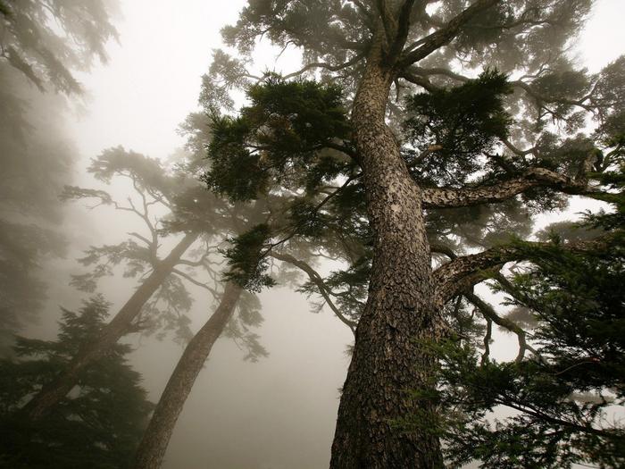 Ad:  trees-and-fog-1024-768-5724.jpg
Gsterim: 181
Boyut:  74.7 KB