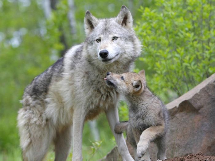 Ad:  wolf-and-cub-1024-768-5733.jpg
Gsterim: 185
Boyut:  46.7 KB