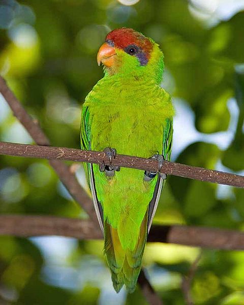 Ad:  480px-Psitteuteles_iris_-San_Diego_Zoo_-2007.jpg
Gsterim: 369
Boyut:  46.0 KB