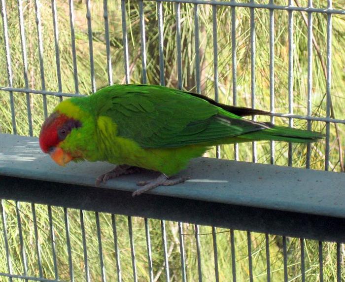 Ad:  734px-Iris_Lorikeet_(Psitteuteles_iris)_-in_cage.jpg
Gsterim: 379
Boyut:  86.5 KB