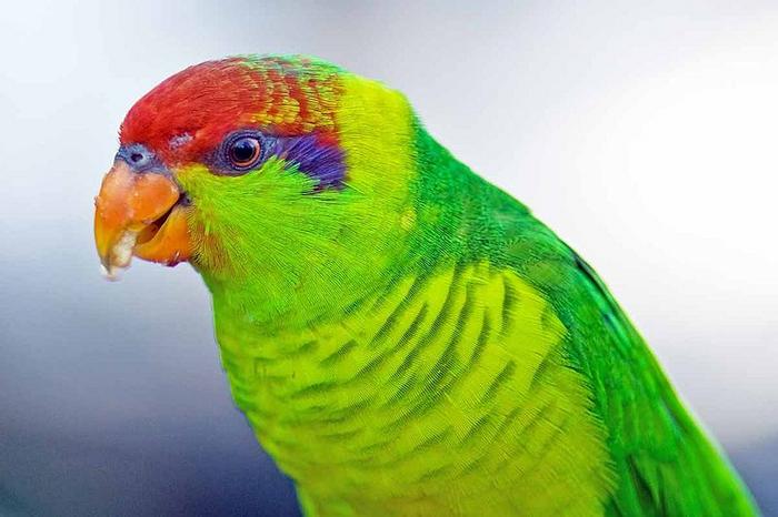 Ad:  800px-Psitteuteles_iris_-San_Diego_Zoo_-2.jpg
Gsterim: 259
Boyut:  41.5 KB