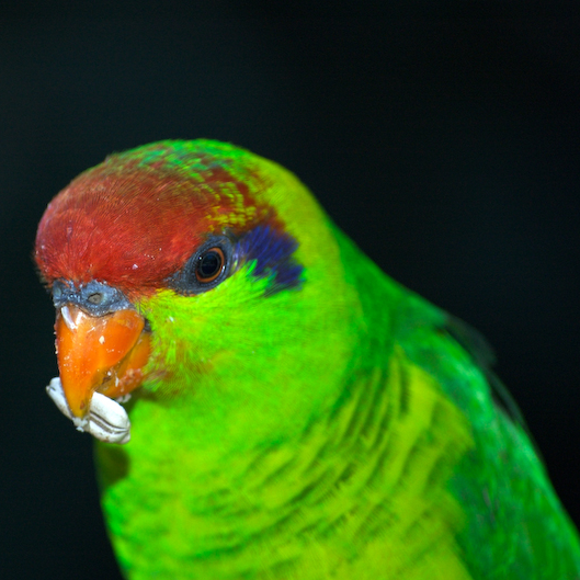 Ad:  Iris_Lorikeet_(Psitteuteles_iris)_-upper_body-6-2c.jpg
Gsterim: 235
Boyut:  316.8 KB
