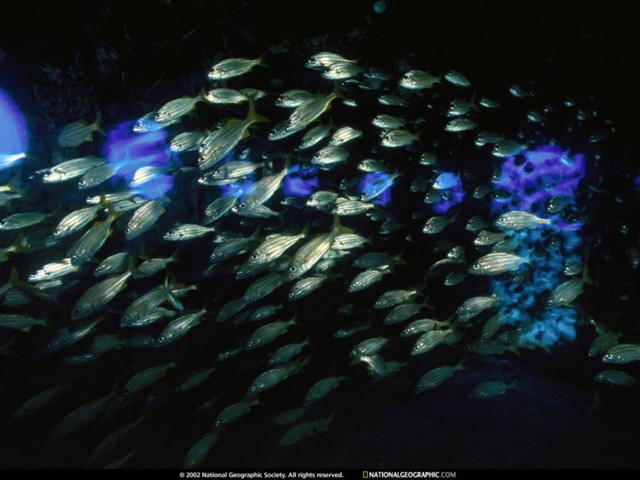 Ad:  balik-grubu.jpg
Gsterim: 295
Boyut:  65.4 KB