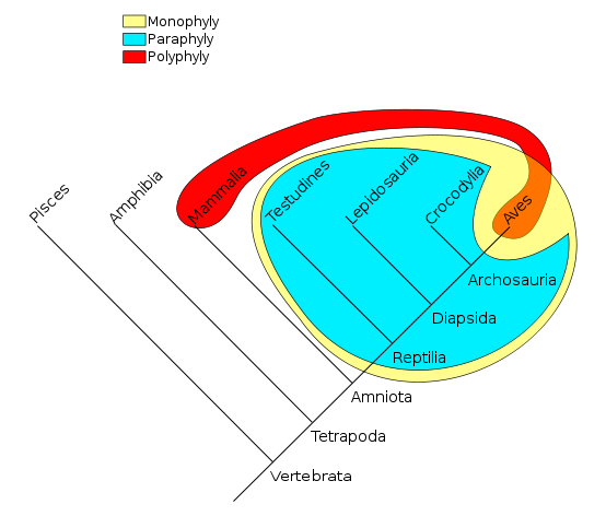 Ad: 554px-Phylogenetic-Groups.svg.png
Gösterim: 898
Boyut: 53.9 KB