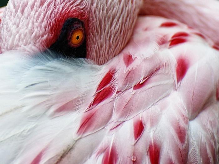 Ad:  flamingo-1024-768-5820.jpg
Gsterim: 223
Boyut:  50.5 KB